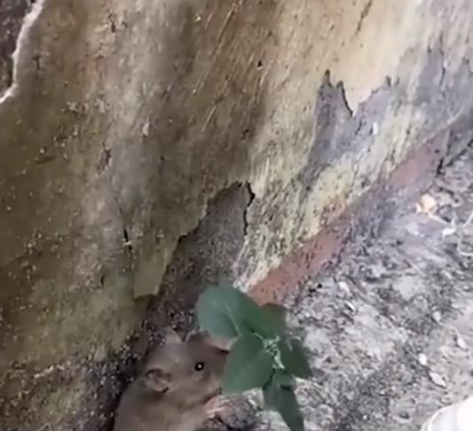 炸老鼠洞搞笑视频
